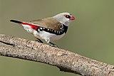Stagonopleura guttata 1 - Glen Alice.jpg