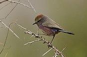 White-browed Tit Warbler male at Panamic, Nubra Valley, Ladakh, India.jpg