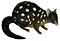 Dasyurus viverrinus Gould white background.jpg