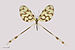 Nemoptera sp. MHNT.ZOO.2004.0.736.jpg