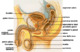 Male anatomy.png
