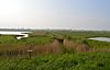 Holland Haven Marshes