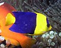 Centropyge bicolor.jpg