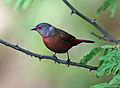 Chad Firefinch, Poli, Cameroon (5891148921).jpg