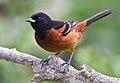 Orchard Oriole by Dan Pancamo 2.jpg