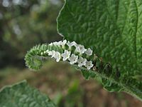 Heliotropium indicum at Mayyil (2).jpg