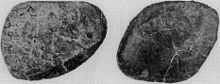 Two fossilized knobs of bone, black with white streaks