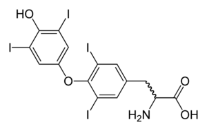 Molecular structure of the thyroxine molecule