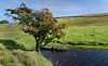 Tarnhouse Rigg - geograph.org.uk - 1485436.jpg