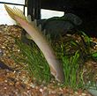 Polypterus senegalus senegalus headstand.jpg