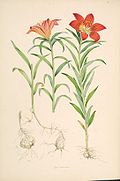 Lilium pensylvanicum.jpg