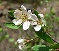 Prunus subcordata 2.jpg