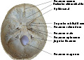 Skull foramina labeled.svg