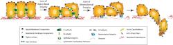 Epithelial-Mesenchymal Transition.gif