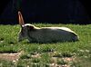 Saiga antelope