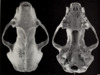 Revision of the skunks of the genus Chincha (1901) pl. 6 M. m. hudsonica.png