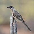 Red wattlebird.jpg