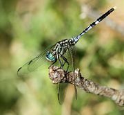 Male Orthetrum stemmale 004990-1.jpg