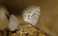 Common Lineblue Savandurga.jpg