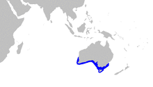 Asymbolus vincenti distmap.png