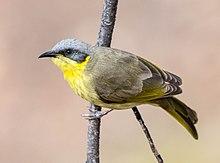 Grey-headed honeyeater (Jss367-crop).jpg