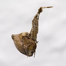Uloborus plumipes side 2.jpg