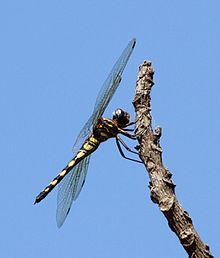 Zygonyx torridus Ringed Cascader 010053-1.jpg