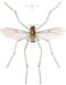 Imago of Blepharicera fasciata as Asthenia fasciata in Westwood 1842, plate 94.png