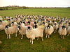 Reception Committee - geograph.org.uk - 162768.jpg