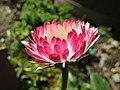 Bellis perennis (8580127027).jpg