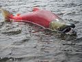 July 2010, Spawning male sockeye (6990781448).jpg