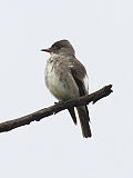 Olive-sided Flycatcher.jpg