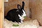 Mellerud rabbit.jpeg