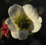 Flower of Saxifraga cernua showing radial symmetry and free petals