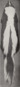 Revision of the skunks of the genus Chincha (1901) pl. 3 M. m. spissigrada.png