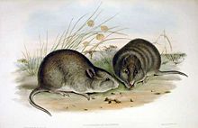 BroadFacedPotoroo.jpg
