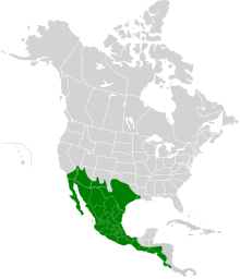 Columbina inca map.svg