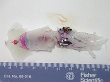 Lampadioteuthis megaleia.jpg