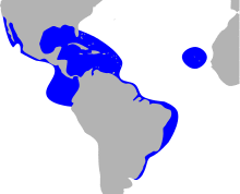Magnificent frigatebird (Fregata magnificens) distribution map HBW.svg