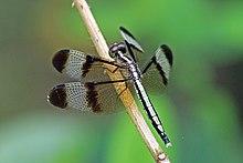 Pied paddy skimmer (Neurothemis tullia) female.jpg