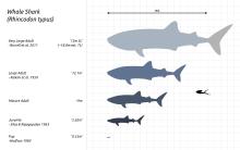 Whale-Shark-Scale-Chart-SVG-Steveoc86.svg