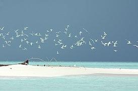 Tubbataha Reefs Natural Park-112047.jpg