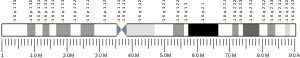 Chromosome 16 (human)