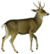 The deer of all lands (1898) Peruvian guemal white background.png