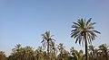 Date palms in Behbahan, Iran