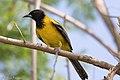 Audubon's Oriole National Butterfly Center Mission TX 2018-03-04 15-14-28-2 (39971535194).jpg
