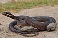 Painted Keelback (X.cerasogaster).jpg