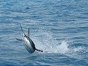 Florida Sailfish.jpg
