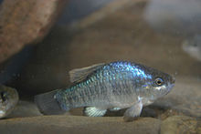 Owens pupfish (Cyprinodon radiosus).jpg