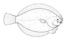 Rhombosolea retiaria (Black Flounder).gif